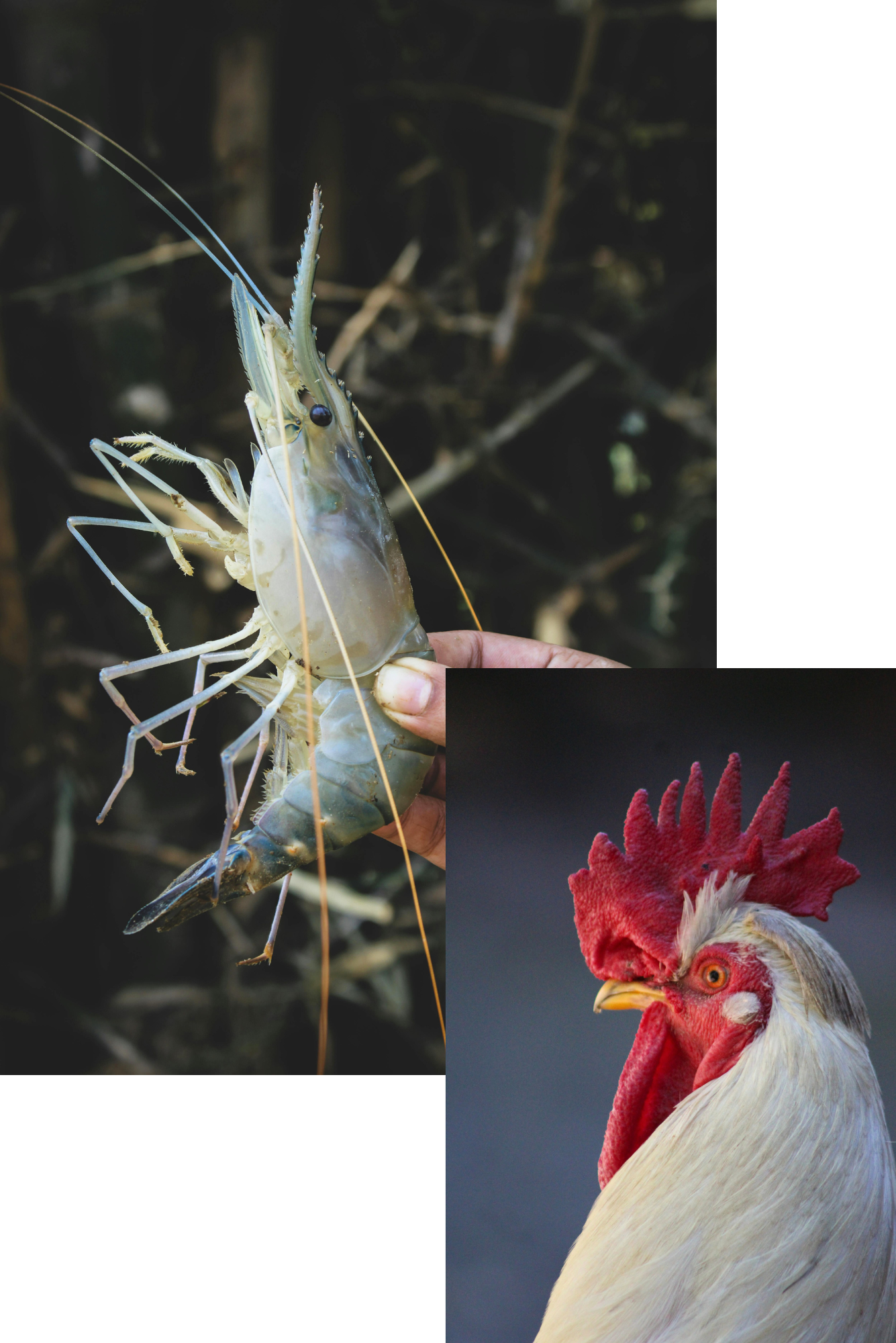 shrimp health and productivity, and poultry output